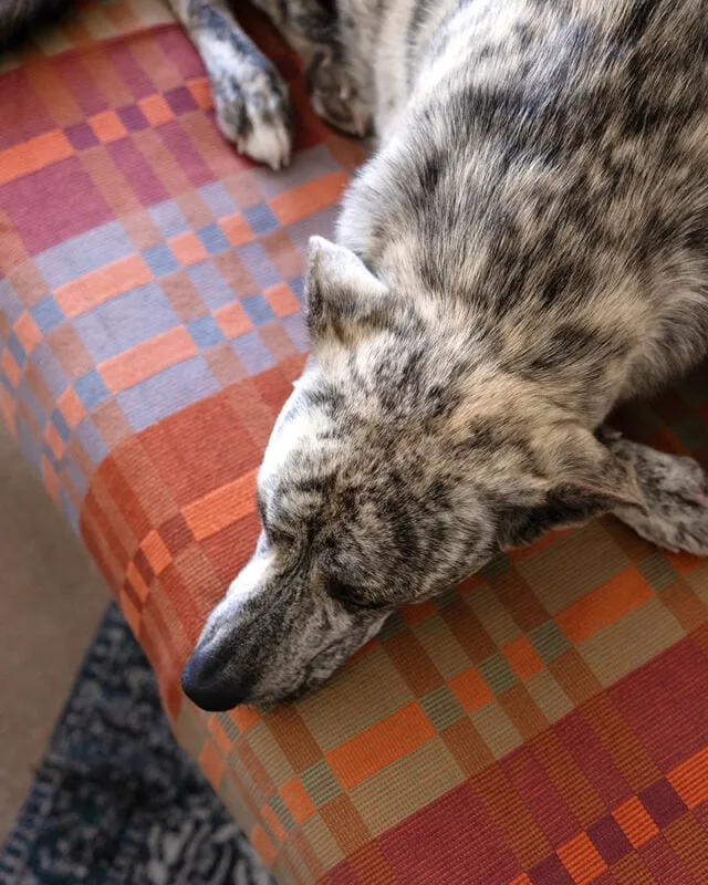Fido Dog Blanket // Ginger