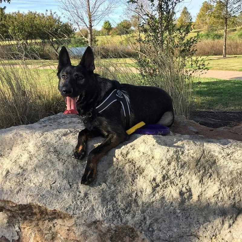 Tre Ponti Brio Harness for Medium & Larger Dogs